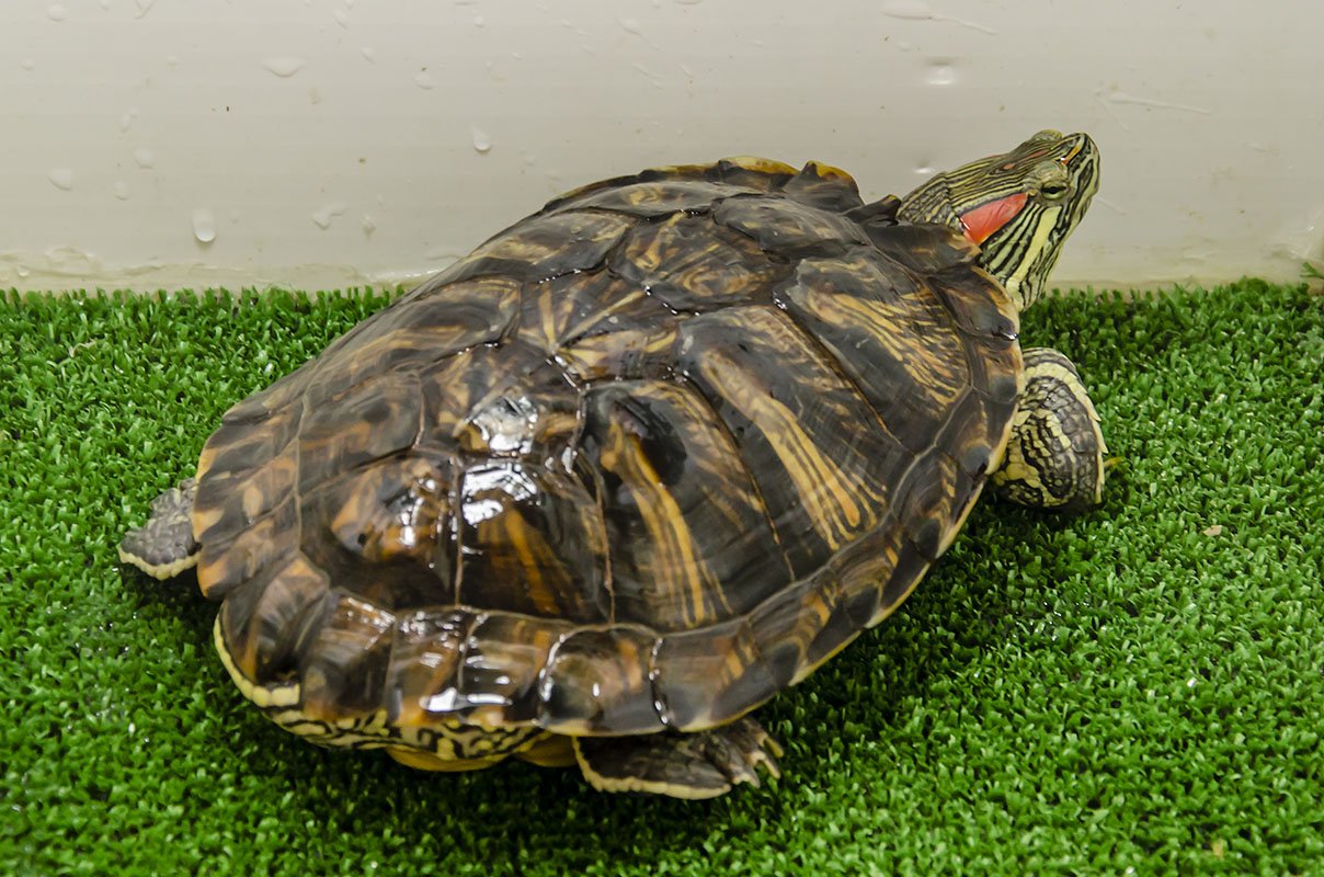 Черепаха сухопутная и водяная фото