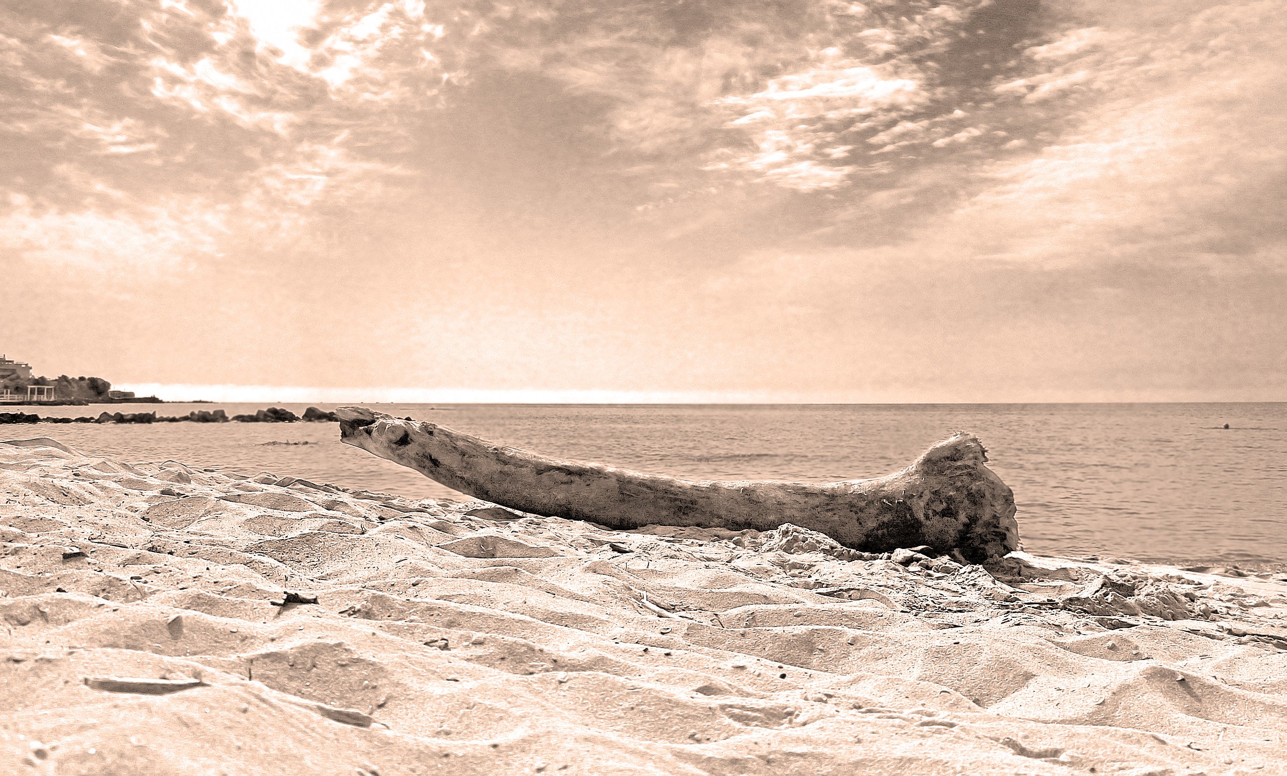Русалку выбросило на берег. На берегу Автор. Фото писателя на берегу моря. Фото дерева Махина на берегу моря выброшено.