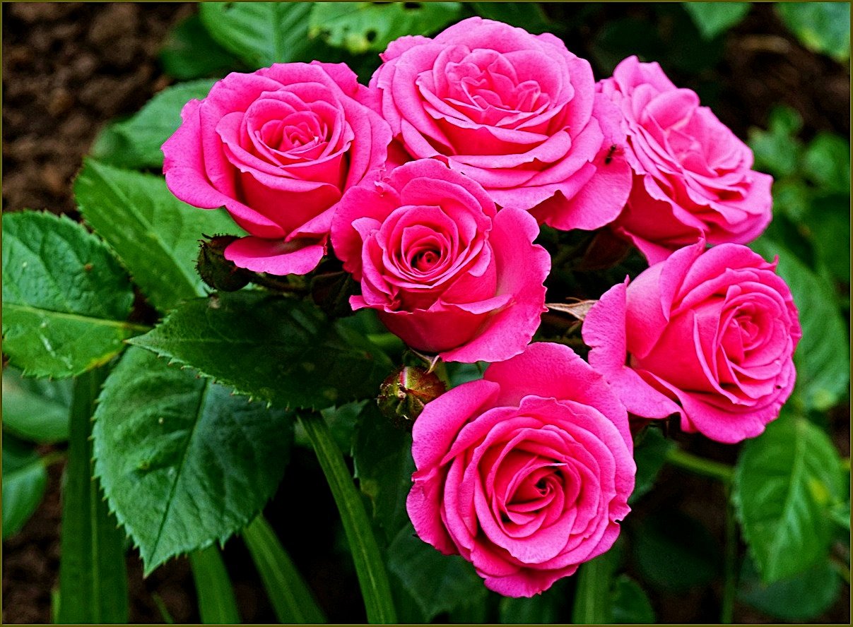 Розовые Розы Год Выпуска Песни