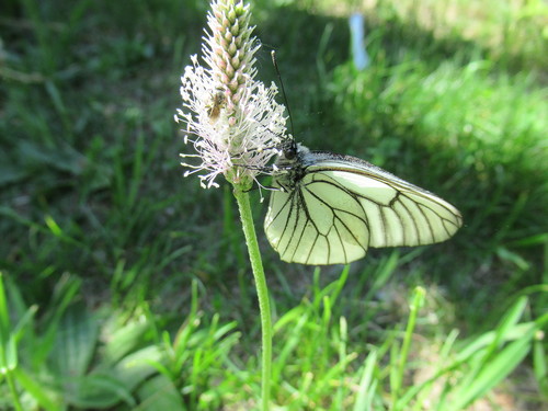 Бабочка на цветке подорожника