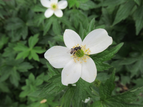 Белый цветок - чёрная муха