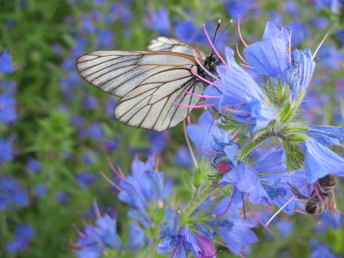 Белая бабочка в синих цветах