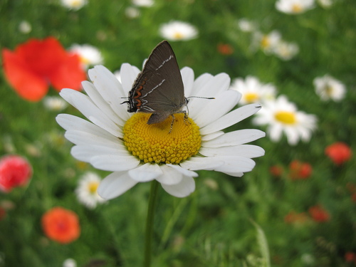 Бабочка в цветочном царстве