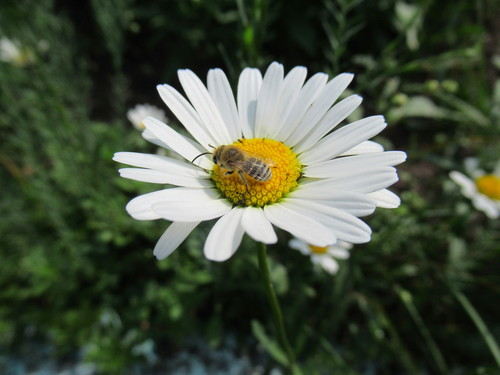 Пчёлка на ромашке