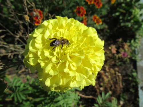 Пчела обрабатывает жёлтый бархатец