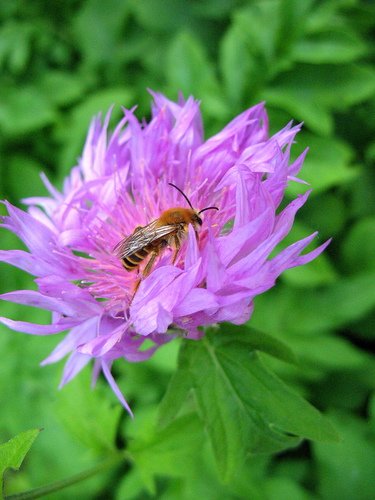 Василёк садовый и пчела