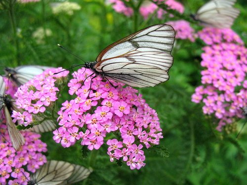 Розовый тысячелистник с бабочкой