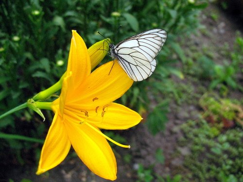 Жёлтая лилия с бабочкой