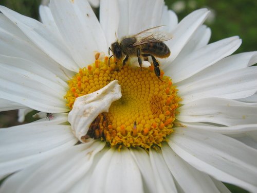 Ромашка с пчелой