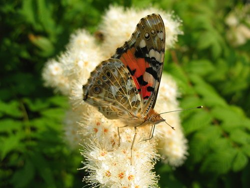 Бабочка - красавица