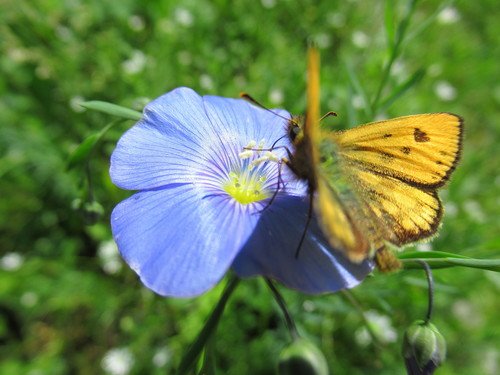 Бабочка толстоголовка на цветке льна