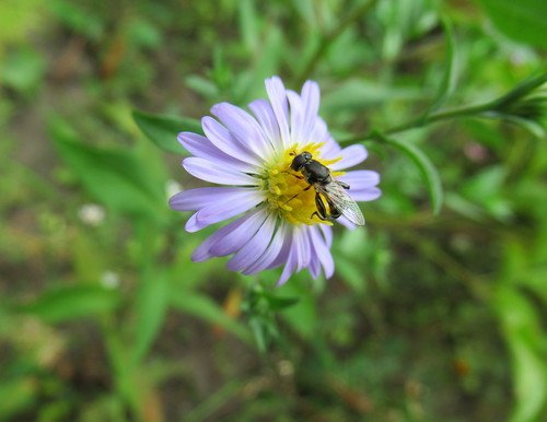Маленький цветок для маленькой мухи