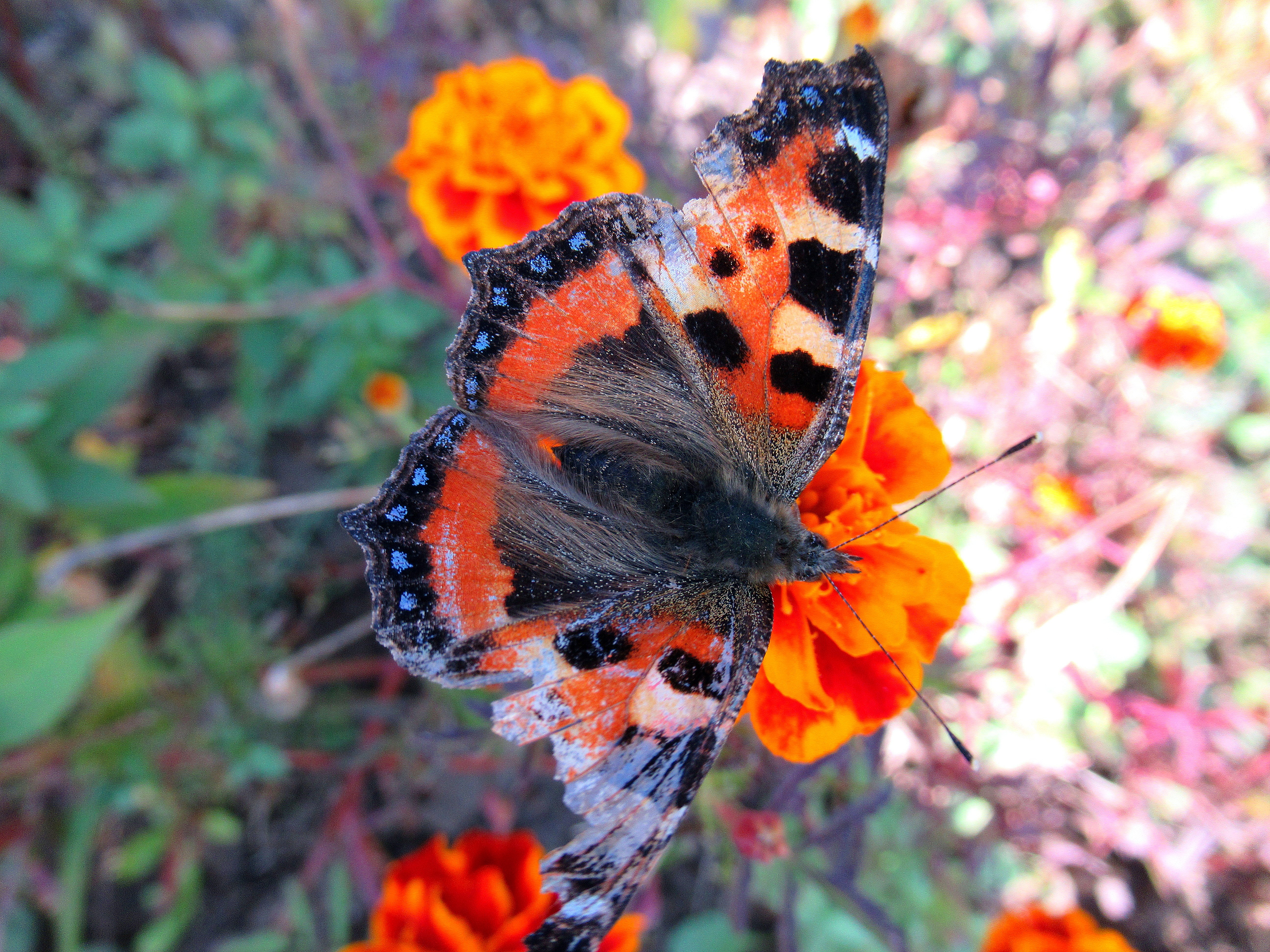 Бабочки живут всего. Жизнь бабочки. Жизнь бабочек в природе. Бабочки живут осенью. Как живут бабочки в природе.