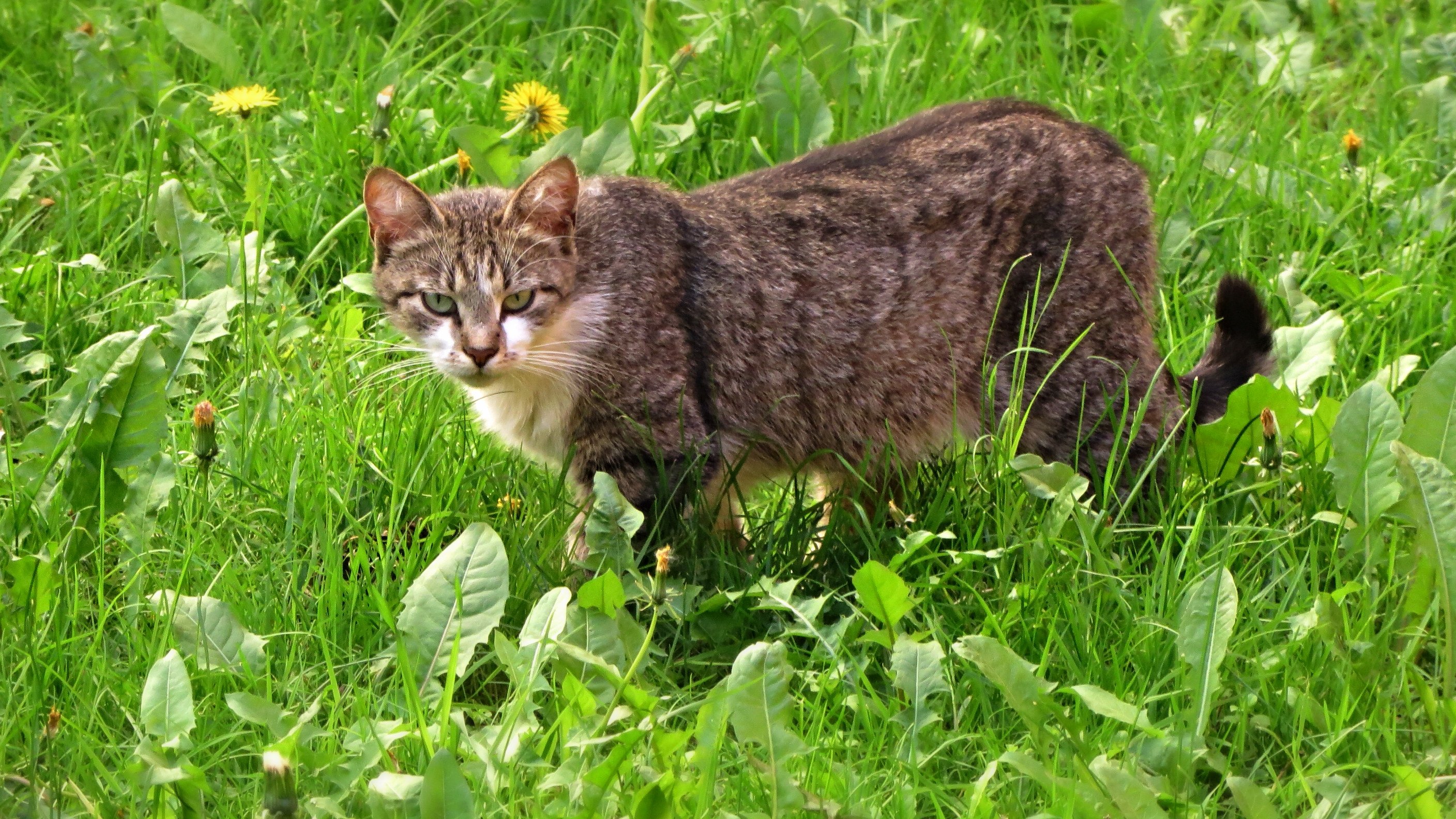 Кошка по украински. Кошки на рабочий стол компьютера. Кошки на природе картинки красивые. Норвежская Лесная кошка фото. Картинки Ленинградской кошки картинки.