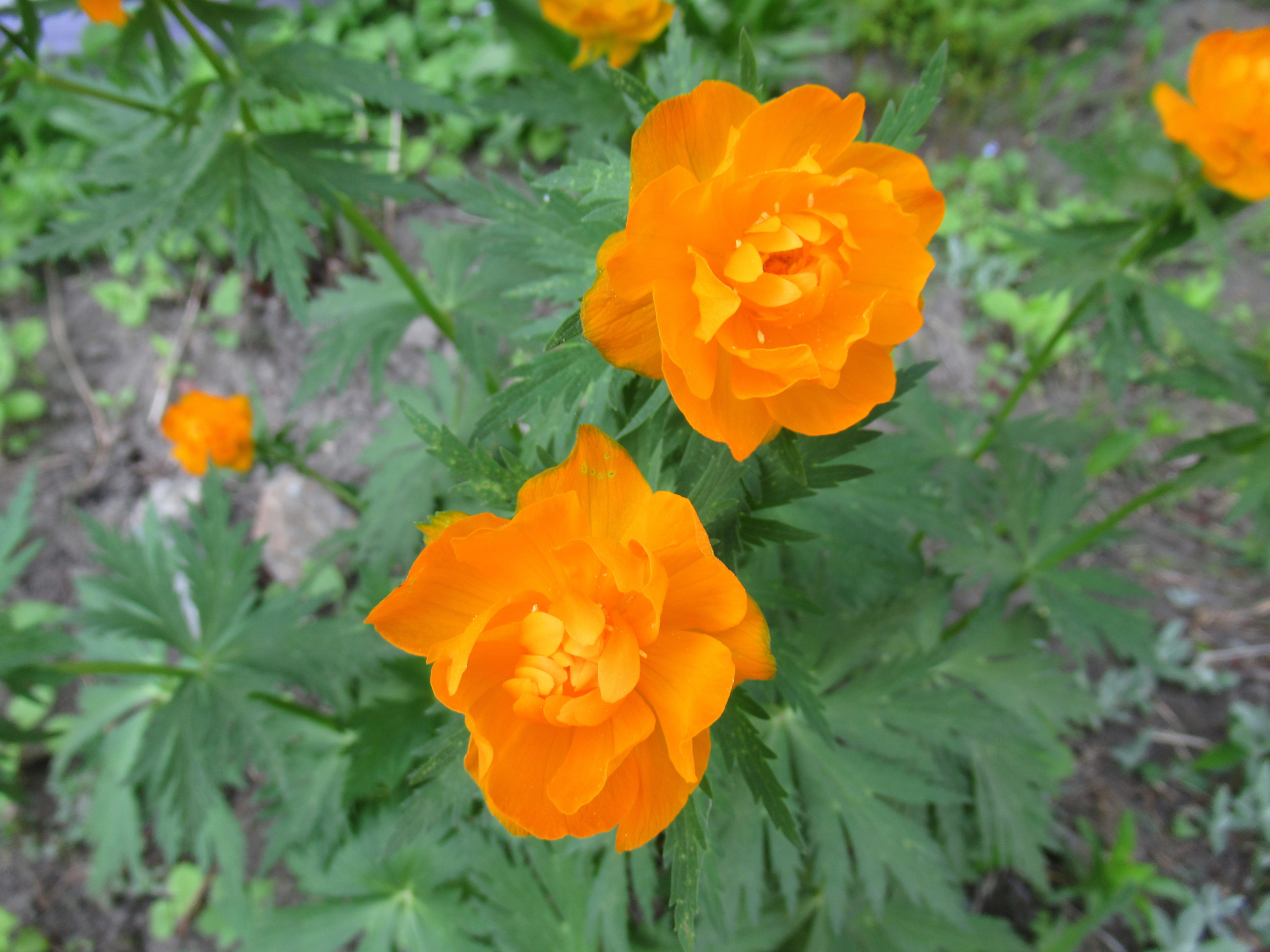 Купальница Trollius ranunculoides