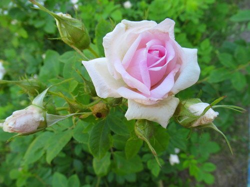 Шиповник - роза