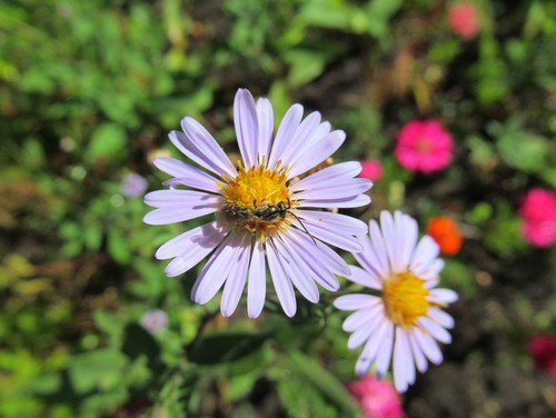 На маленькие цветы и пчёлка маленькая
