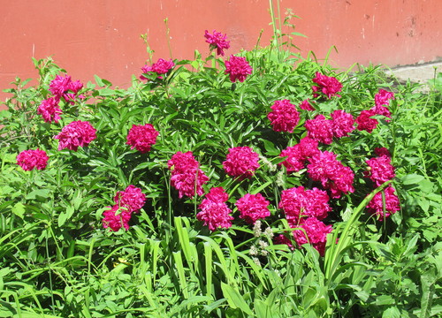 Цветут пионы возле дома