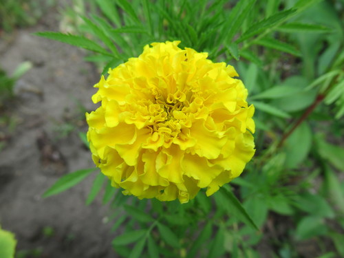 Жёлтенький цветочек