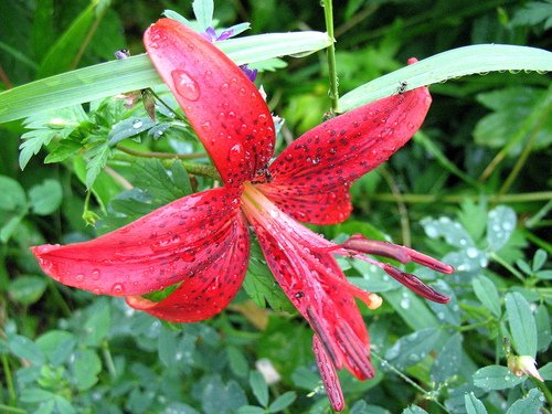 Лилия в каплях дождя
