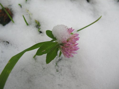 Клевер в снегу