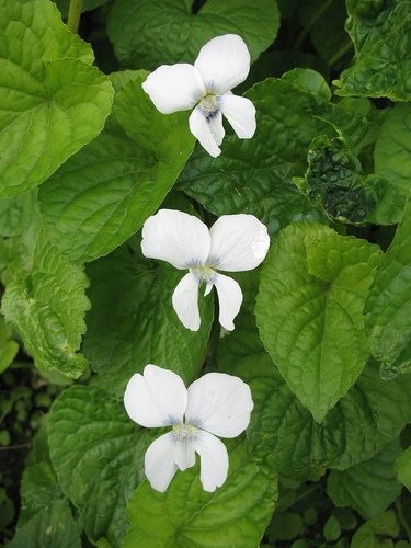 Три белых цветка