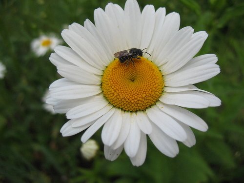 Ромашка с пчёлкой