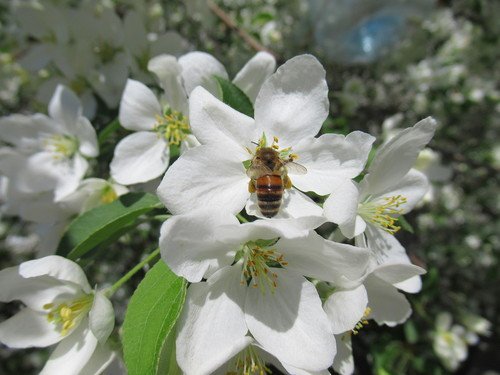 Цветы ранетки с пчелой