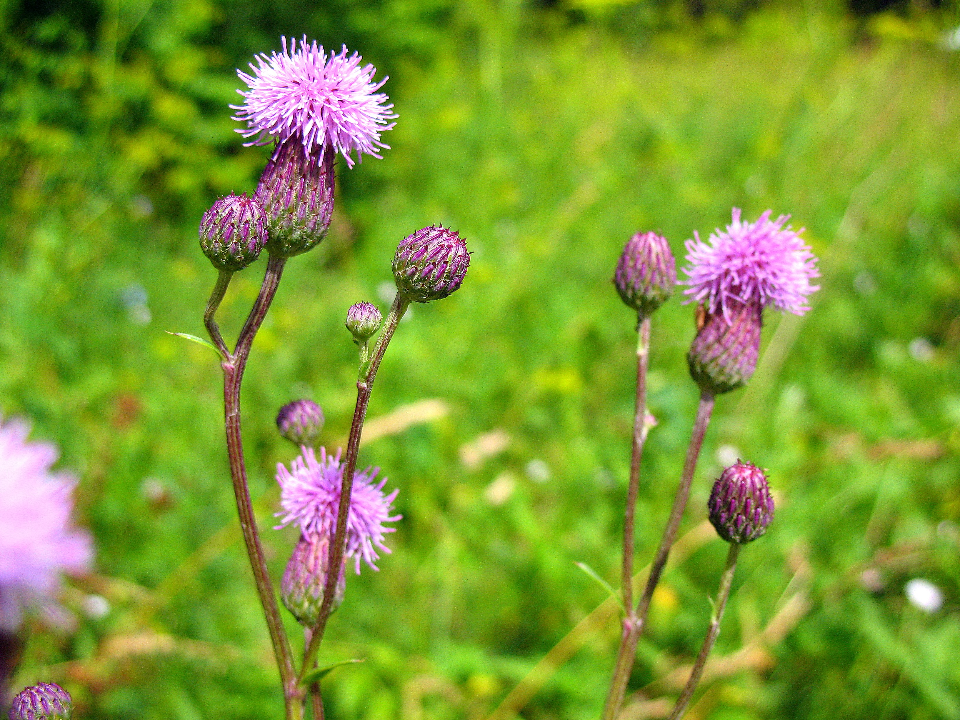 Бодяк полевой (Cirsium arvense)