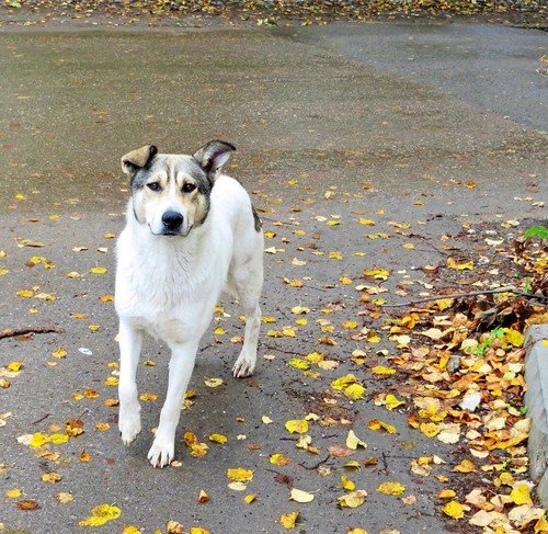 Осенний пес