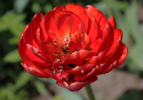 красный махровый тюльпан