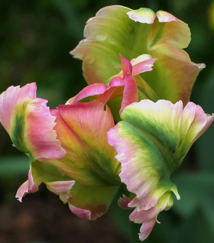 попугайный тюльпан