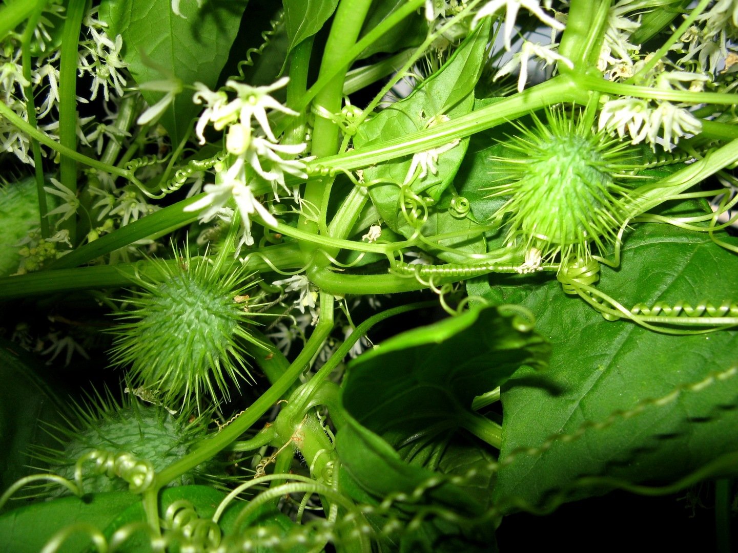 Бешеный огурец растение фото рассада