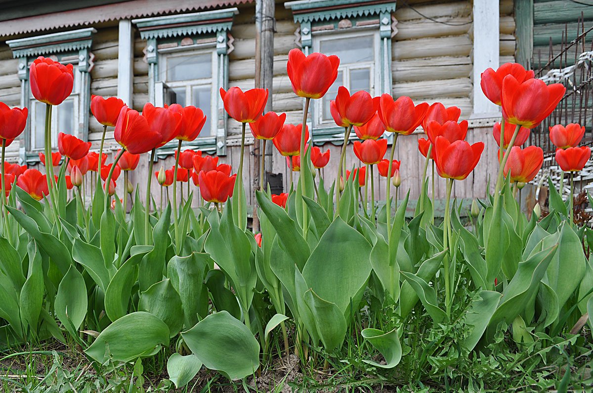 Фото тюльпанов в саду на даче