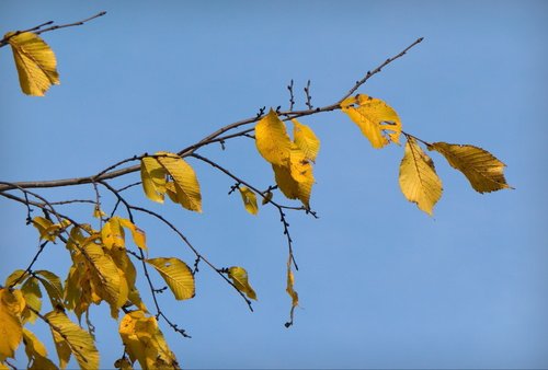 Желтая листва...