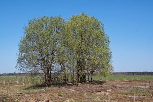 Деревья в мае