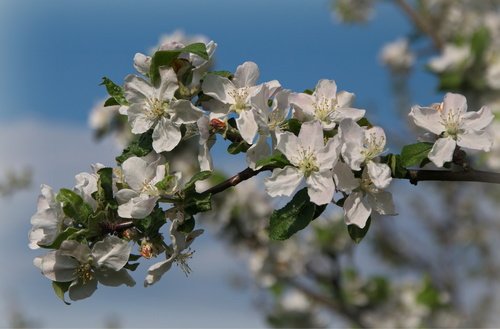 Веточка цветущей яблони