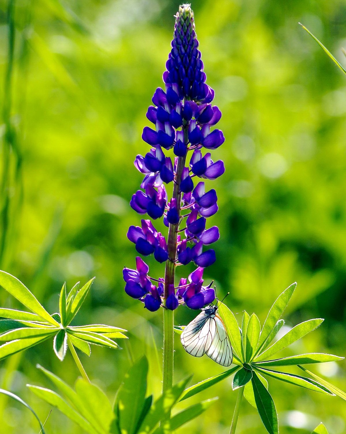 Р›СЋРїРёРЅ Purple Emperor