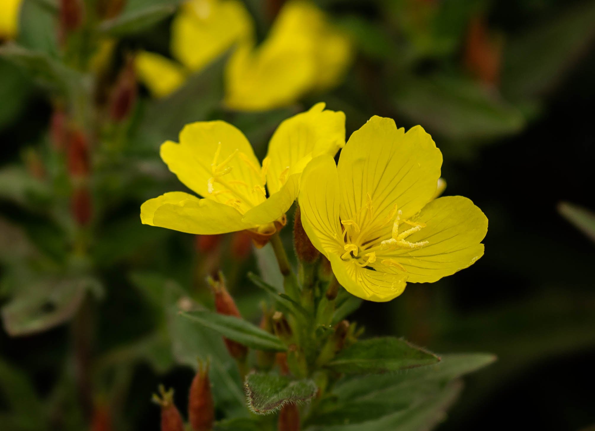 Ослинник фото. Энотера кустарниковая Oenothera fruticosa. Энотера бесстебельная. Энотера ослинник. Энотера кустарниковая ослинник.