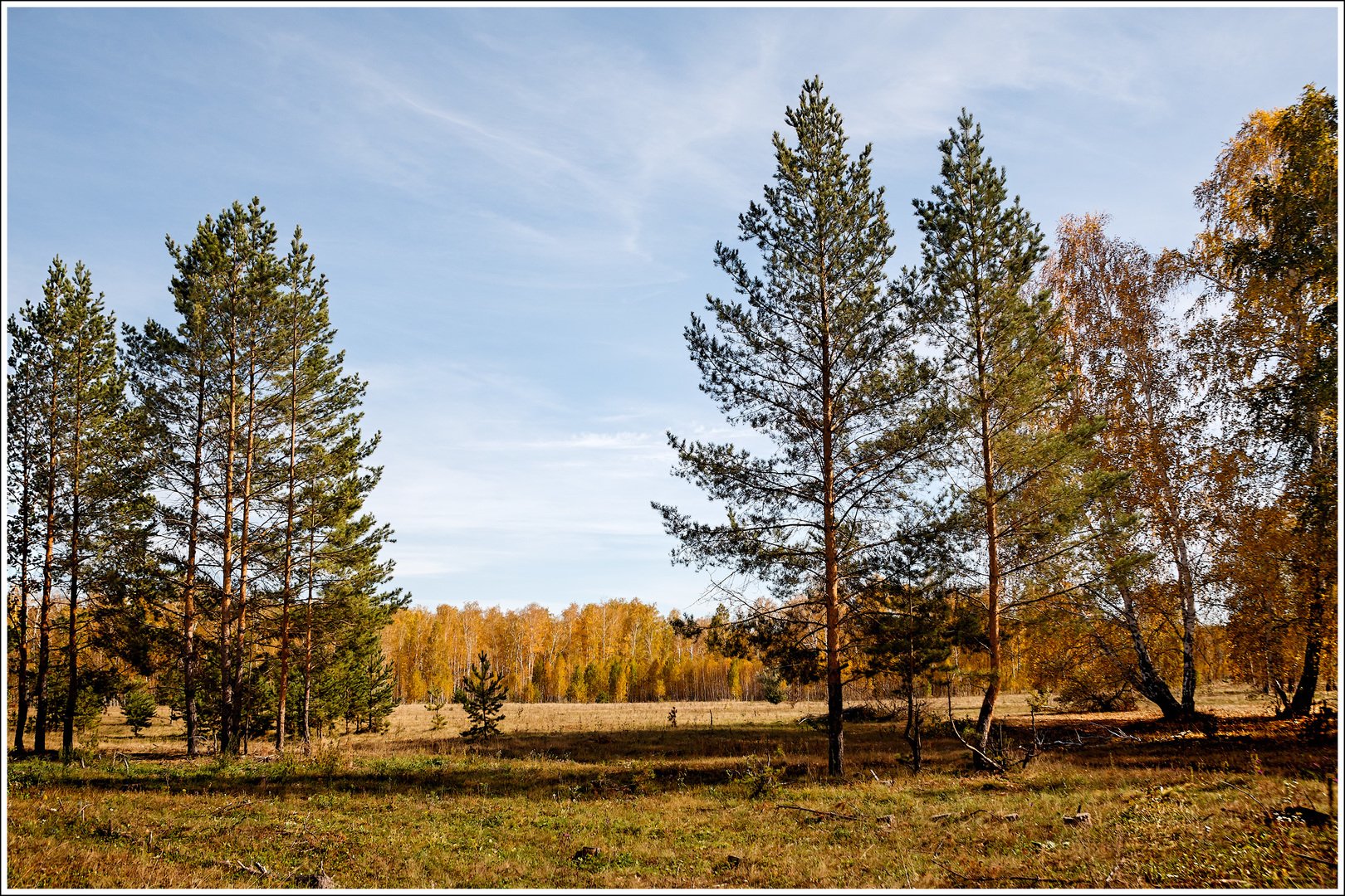 Минская лес. Лесная тропа Колтушские высоты. Колтушская тропа. Памятник природы Колтушские высоты. Заповедник Колтушские высоты.