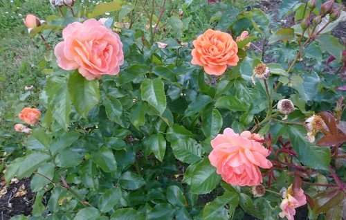 Июльские розы