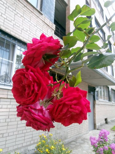 Розы в конце июля