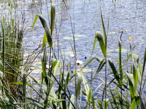Лилии на озере Омчино