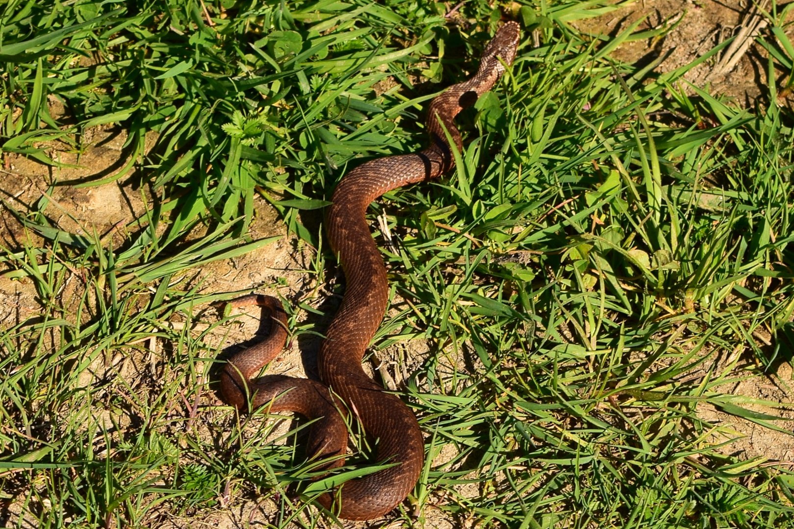 Бордовая змеи которые водятся у болота