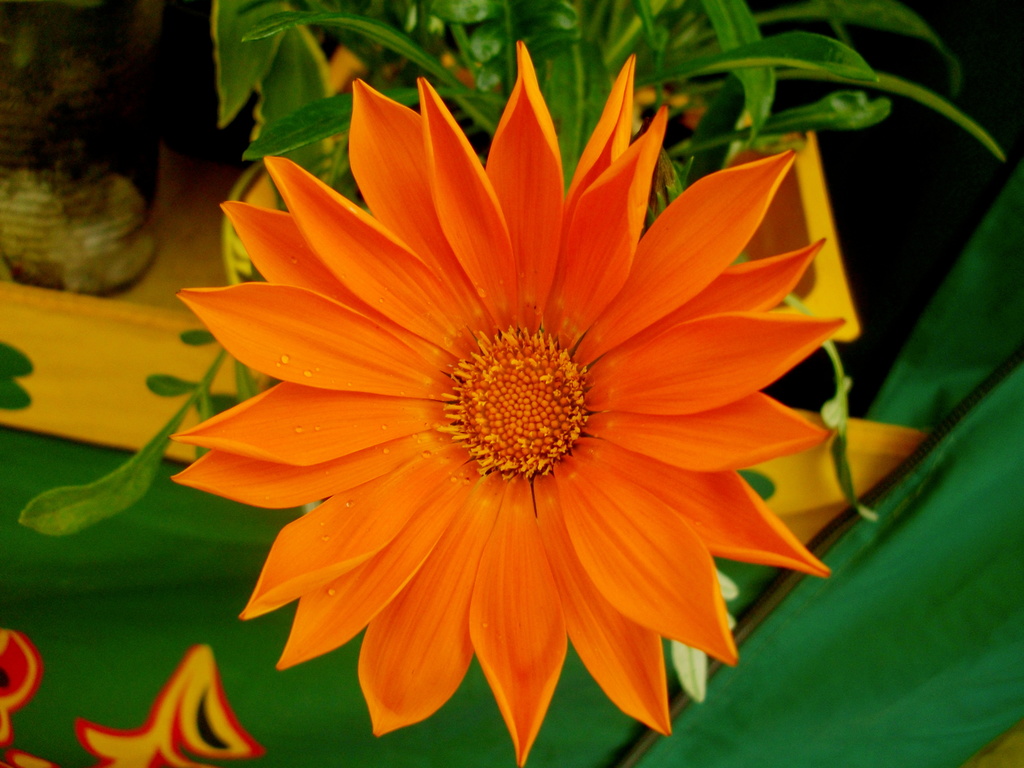 Сайт цветов оранж