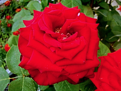 С двойной сердцевинкой