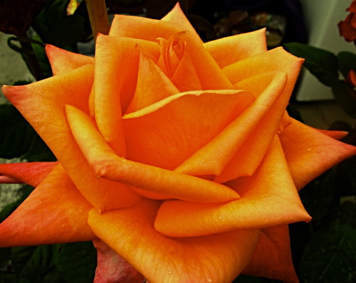 Цвета апельсин