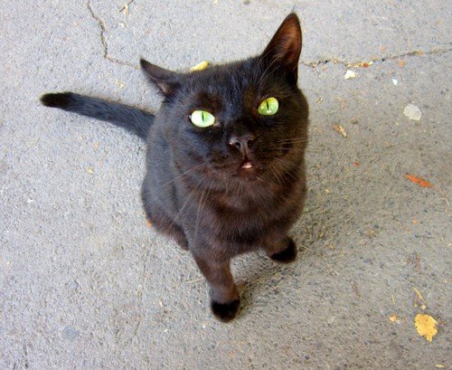Чёрный кот от усов до хвоста.