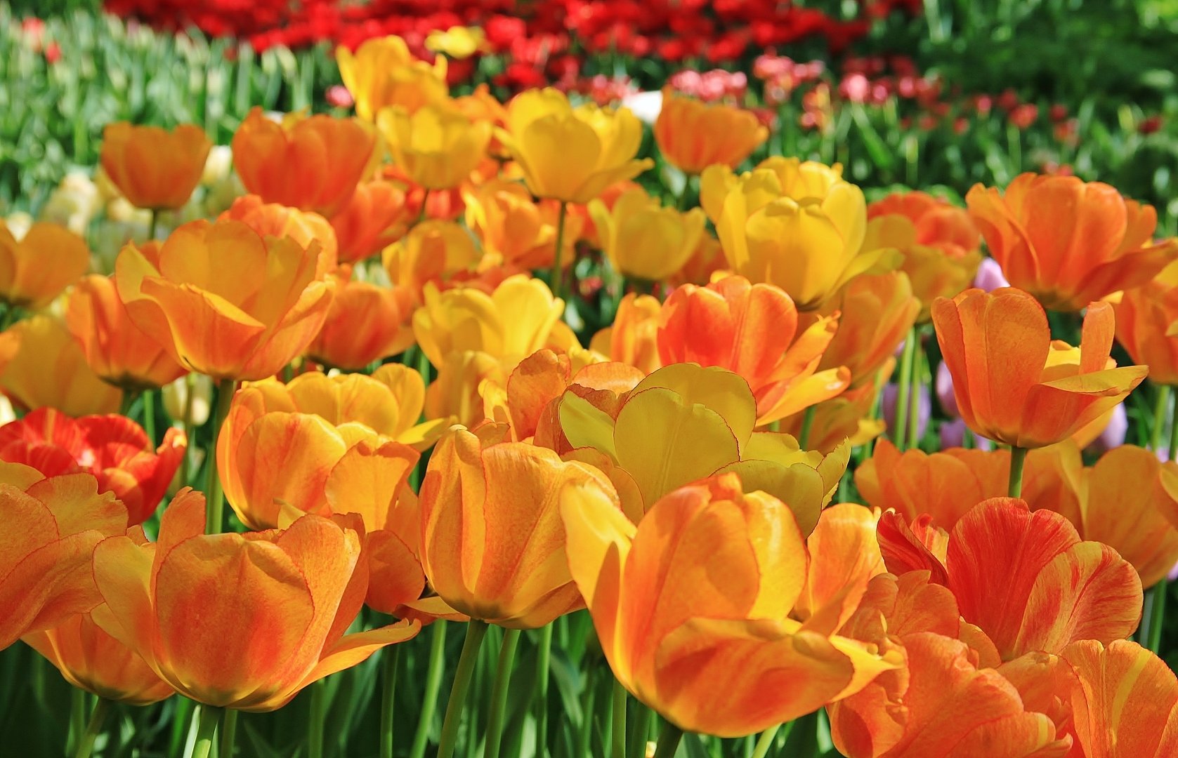 Огромное море цветов. Пейзаж. Целое море цветов. Море цветов в подарок. Море цветов н н.