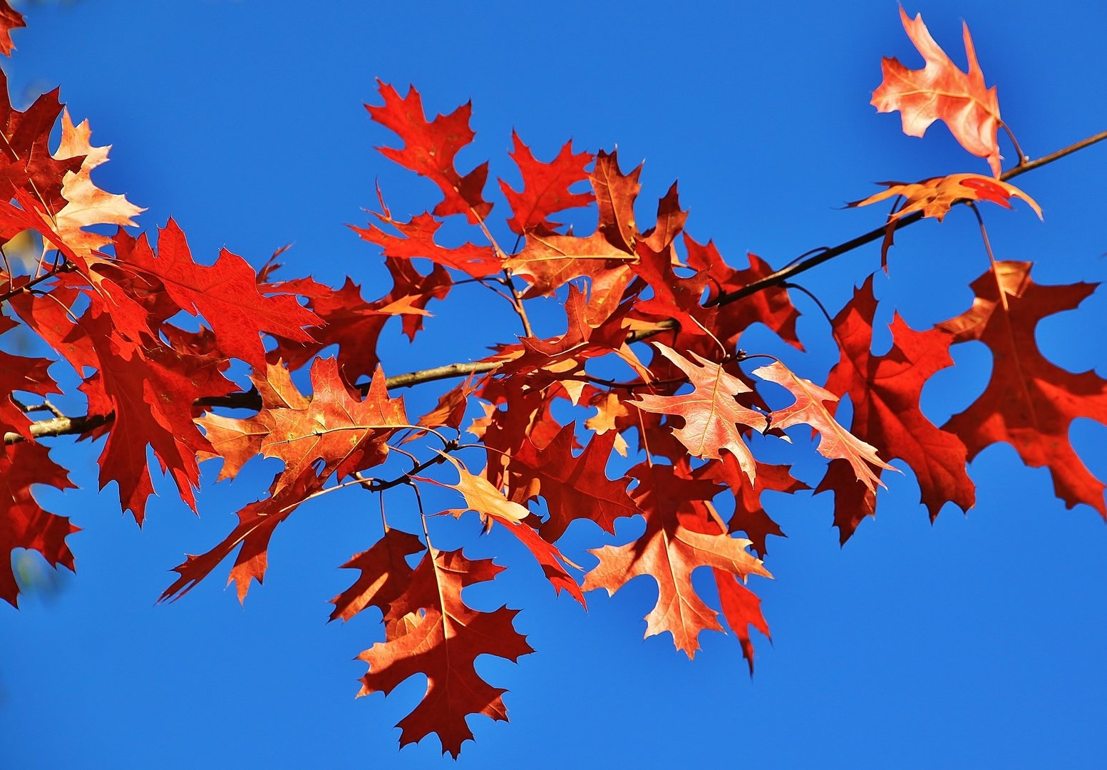 дуб с красными листьями фото и названия